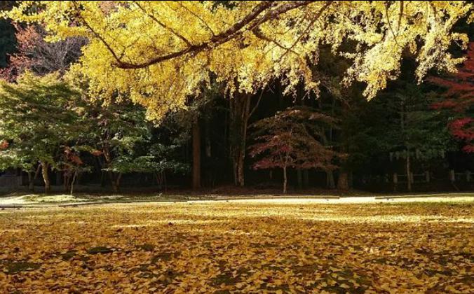 北畠神社　黄金の絨毯